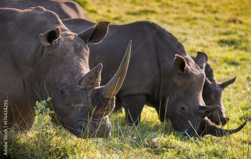 A row of three male white rhino in the South African grassland A row of three male white rhino in the South African grassland