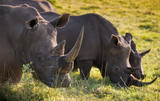 A row of three male white rhino in the South African grassland