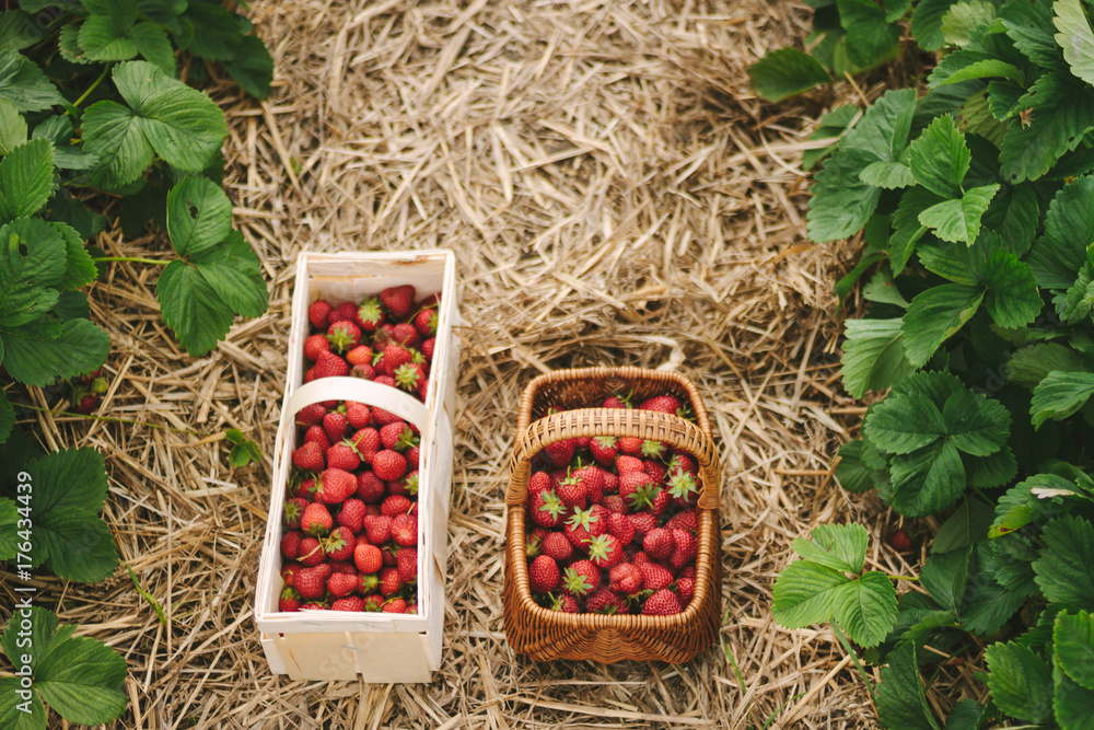 two wooden baskets full of strawberries in a strawberry field two wooden baskets full of strawberries in a strawberry field