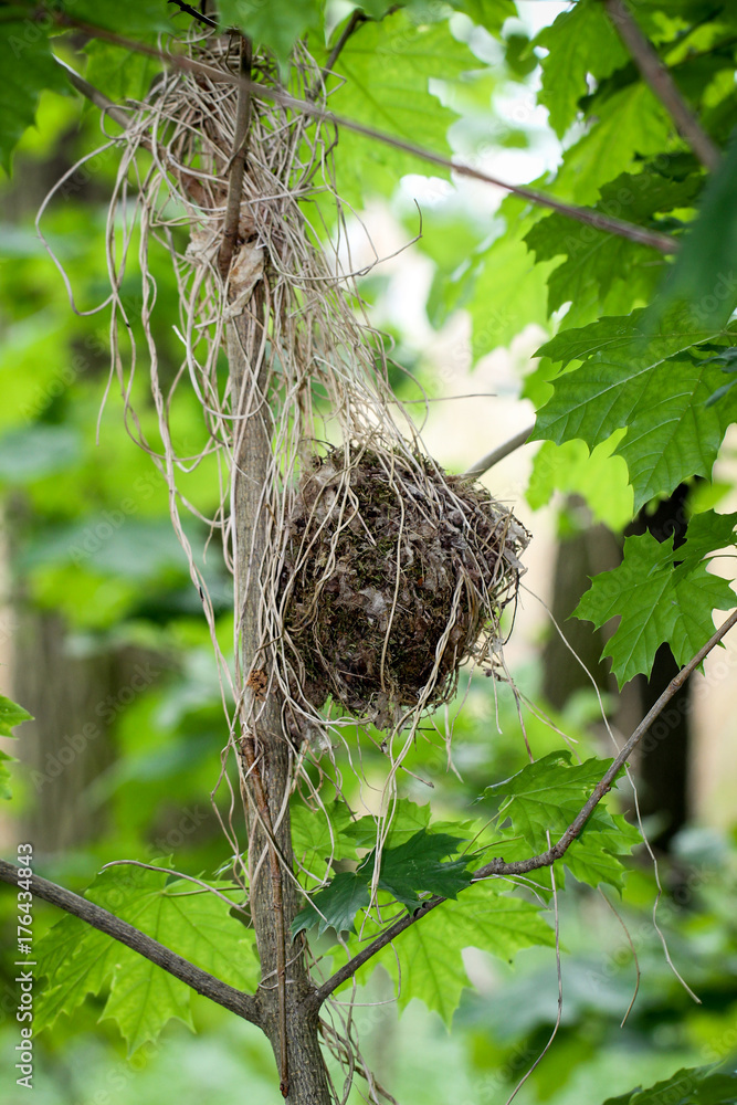 Vogelnest am Baum