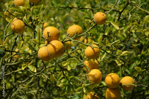 Wallpaper Mural Reife Pomeranzen am Baum Torontodigital.ca