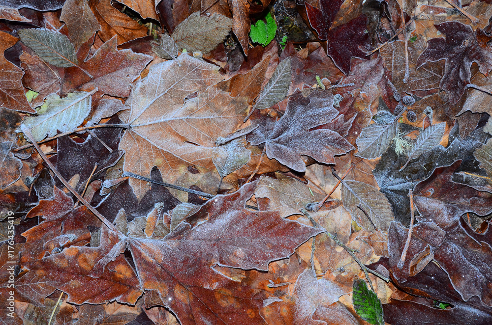 Frosted Autumn leaves