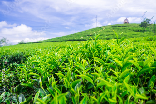 Landscape of Green Tea Hill in Da Lat, Vietnam
