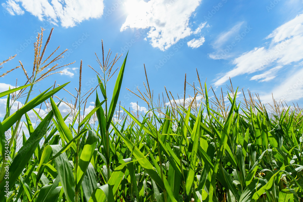 Fototapeta premium Corn filed against blue sky and sunlight