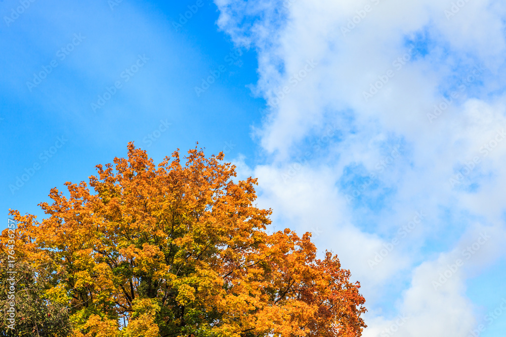 Autumn tree with yellow foliage against the blue sky with white clouds. Autumn tree with yellow foliage against the blue sky with white clouds.