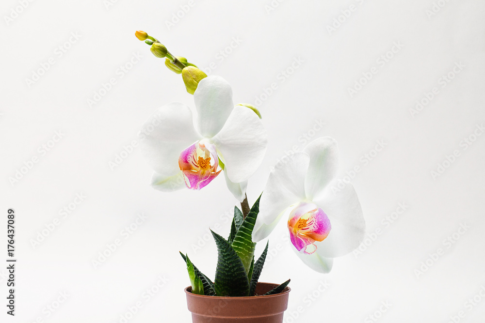 white orchid in a pot