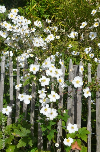 Herbstanemonen blühen weiß am Gartenzaun photo