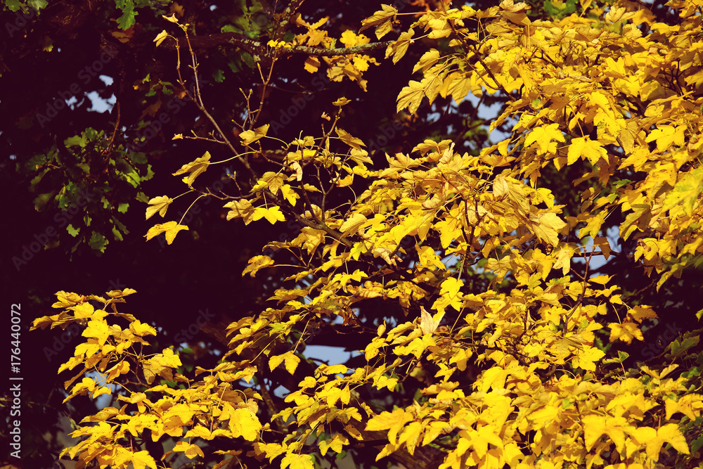 Goldene Blätter Goldene Blätter