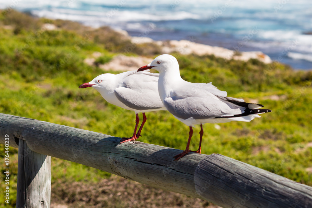 Obraz premium Two seagulls sitting on a railing