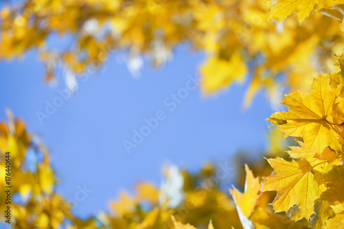 empty yellow autumn leaves background