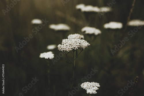 Yarrow photo