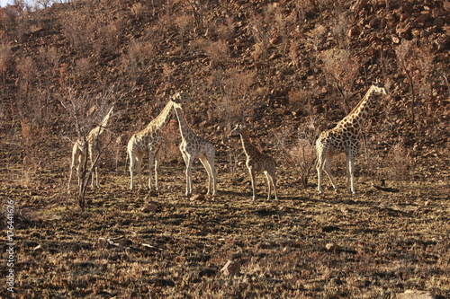 Canvas Print Giraffes