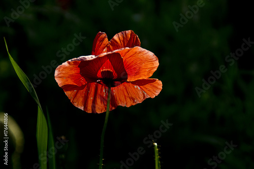 Fototapeta Naklejka Na Ścianę i Meble -  red poppies on a summer meadow on a sunny day
