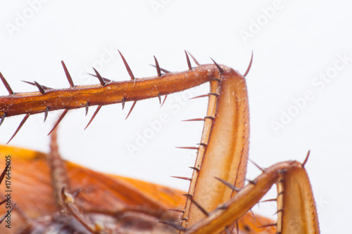 close up cockroach leg on white background