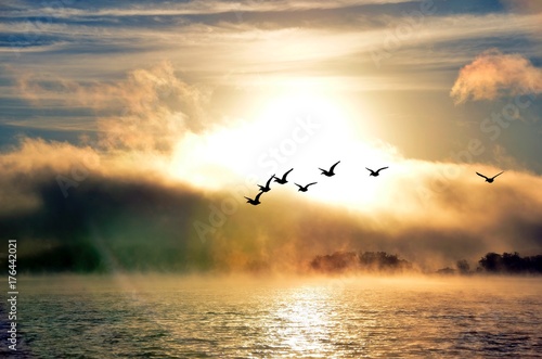 Fotografia Ducks flying in fog