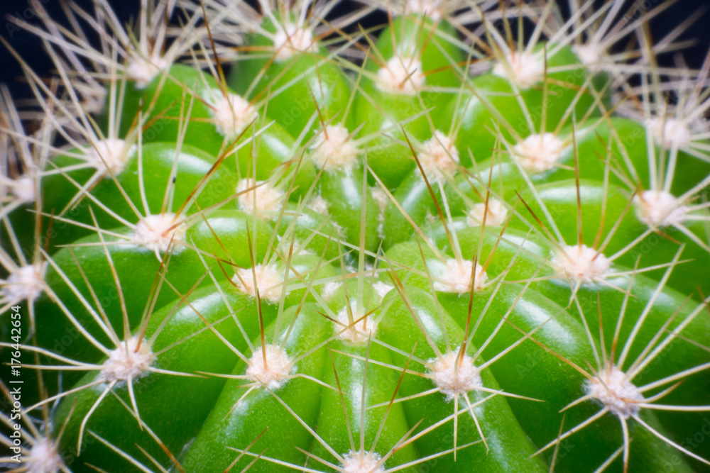 close up macro of a cactus with morning dew on it close up macro of a cactus with morning dew on it