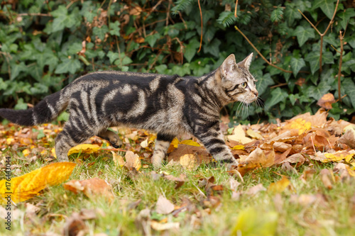 Fototapeta Naklejka Na Ścianę i Meble -  Kätzchen im Herbst