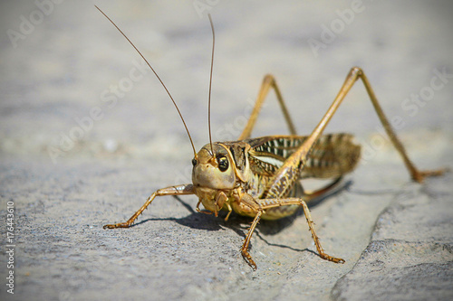 Grasshopper with wings