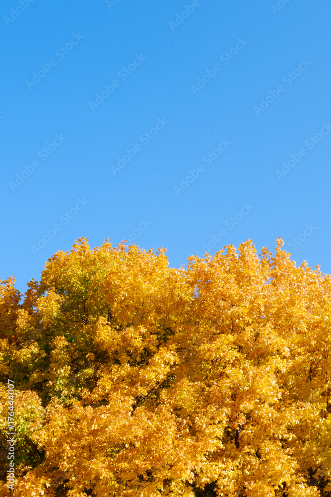 Autumn leaves trees against the blue sky. Yellow, orange, green. Autumn leaves trees against the blue sky. Yellow, orange, green.