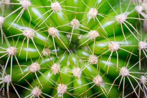 close up macro of a cactus with morning dew on it