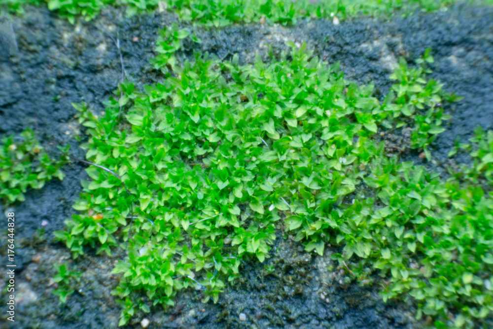 close up green moss on an old stone wall. close up green moss on an old stone wall.