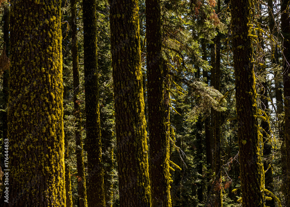 Obraz premium Warm light on moss