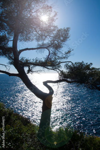  Costa Azzurra-il sole dietro i pini marittimi photo