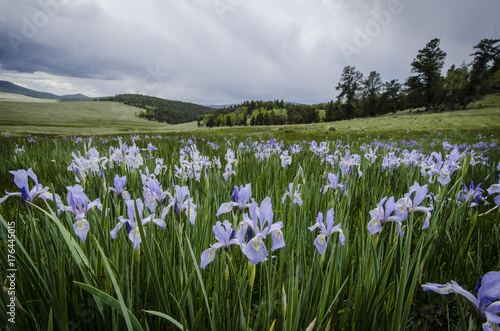 Iris in Meadow. Valle Vidal. New Mexico. 