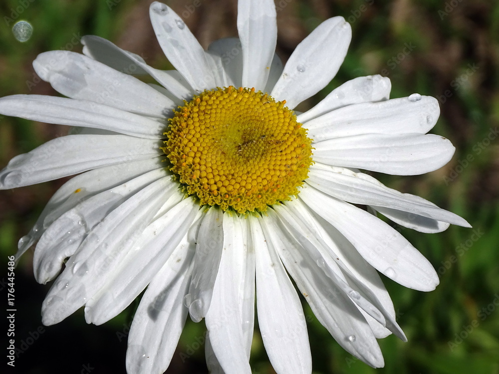 Fototapeta premium margueritte