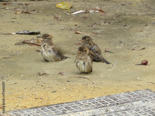 pajaritos bañandose en barro photo