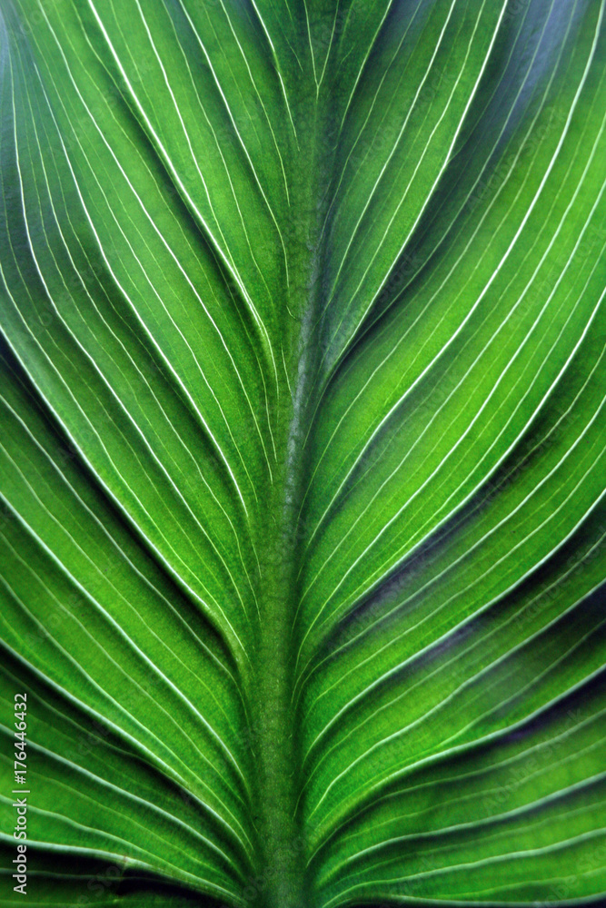 Green leaf close up Green leaf close up