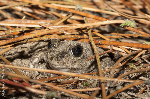 Pélobate cultripède (Pelobates cultripes) dans son trou photo