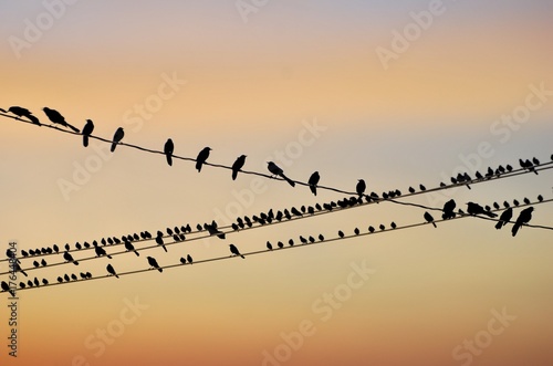 Birds on a wire 