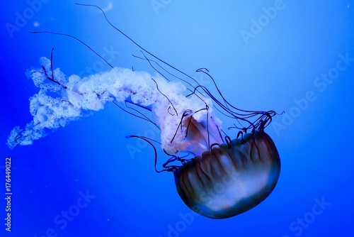 Blue, jellyfish, ocean, sea, water