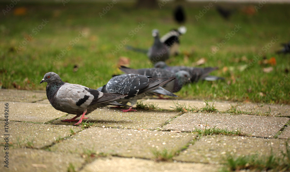 Obraz premium autumn birds - pigeons looking for food on a pavement
