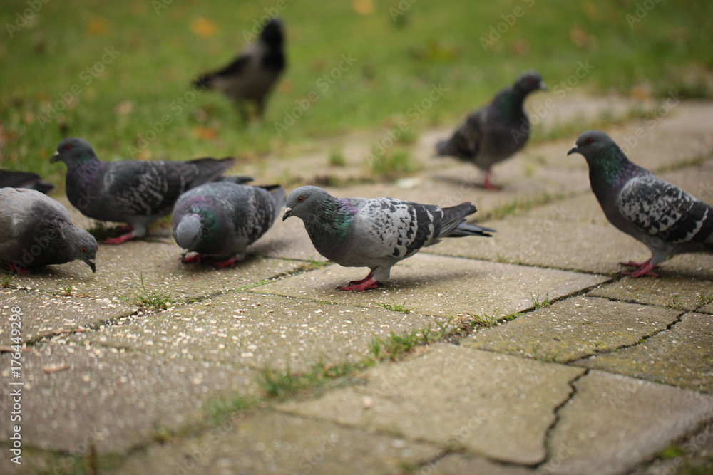 Fototapeta premium autumn birds - pigeons looking for food on a pavement