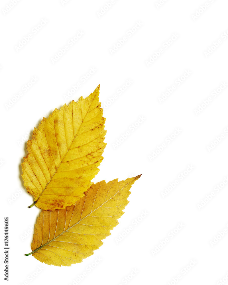 Pair of brilliant yellow gold autumn elm leaves isolated on white background Pair of brilliant yellow gold autumn elm leaves isolated on white background