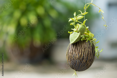 Asclepiadaceae, Dischidia pectinoides Peari photo