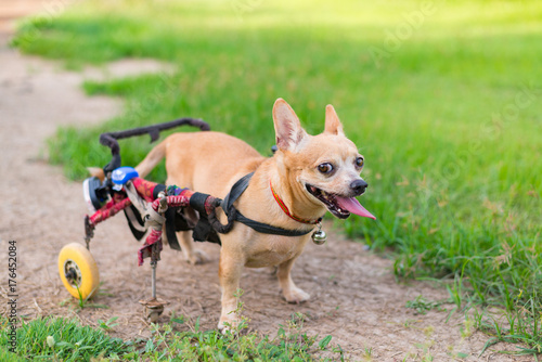 Fototapeta Naklejka Na Ścianę i Meble -  Cute little dog in wheelchair or cart walking in grass field..