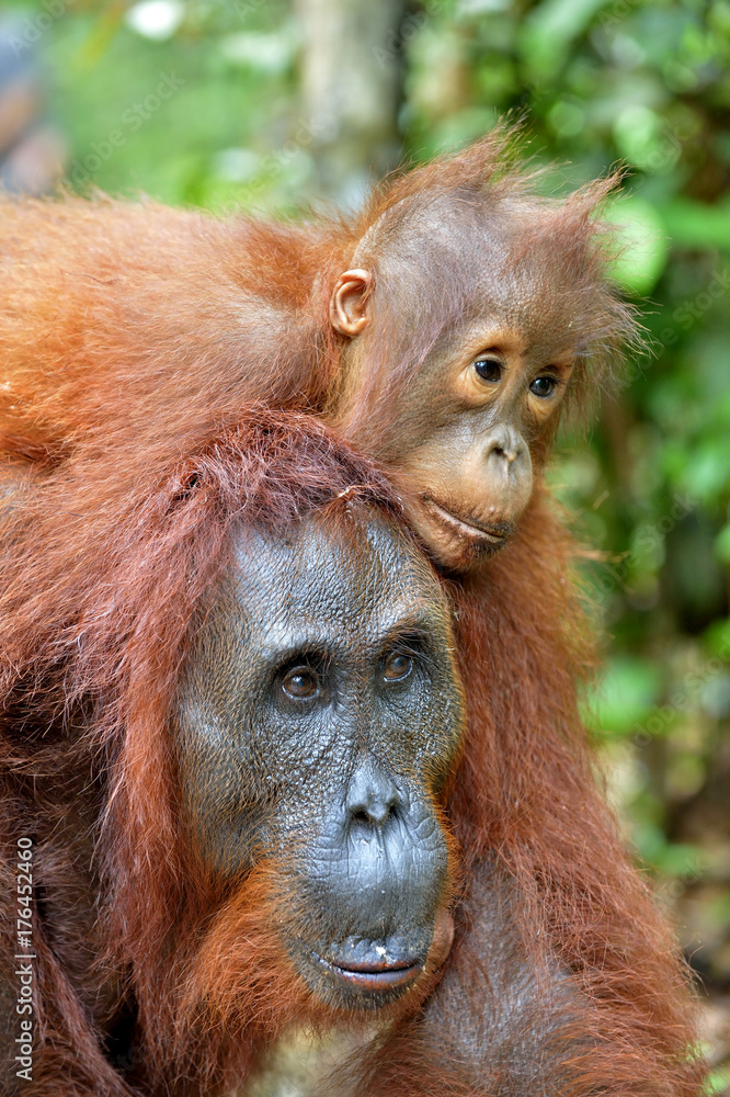 Mother orangutan and cub in a natural habitat. Bornean orangutan (Pongo pygmaeus wurmmbii) in the wild nature. Rainforest of Island Borneo. Indonesia. Mother orangutan and cub in a natural habitat. Bornean orangutan (Pongo pygmaeus wurmmbii) in the wild nature. Rainforest of Island Borneo. Indonesia.