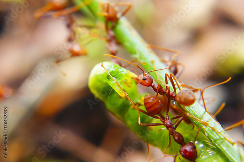 Fire Ants Teamworks Carry Caterpillars To The Nest, Selective Focus © noorhaswan