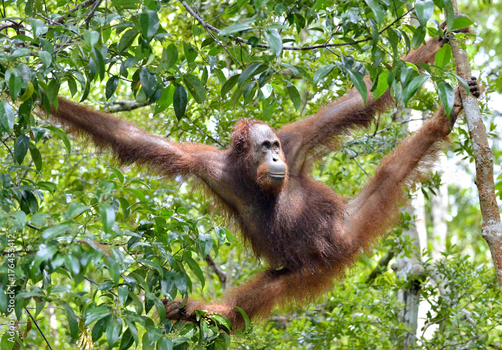 Naklejka premium Bornean orangutan on the tree under rain in the wild nature. Central Bornean orangutan ( Pongo pygmaeus wurmbii ) on the tree in natural habitat. Tropical Rainforest of Borneo.Indonesia