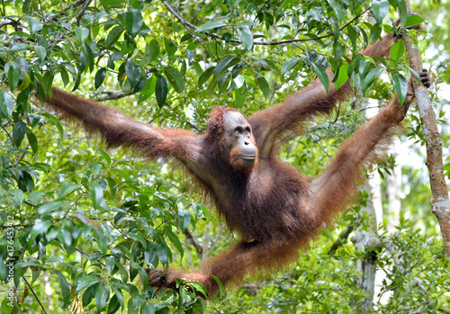 Bornean orangutan on the tree under rain in the wild nature. Central Bornean orangutan ( Pongo pygmaeus wurmbii ) on the tree  in natural habitat. Tropical Rainforest of Borneo.Indonesia