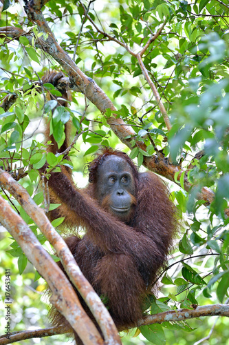 Bornean orangutan on the tree under rain in the wild nature. Central Bornean orangutan ( Pongo pygmaeus wurmbii ) on the tree  in natural habitat. Tropical Rainforest of Borneo.Indonesia