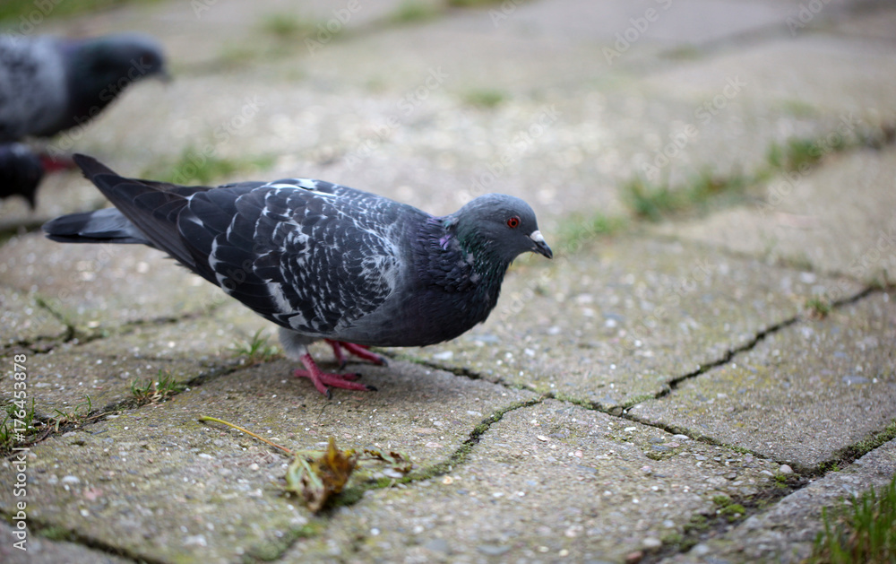 pigeon standing on a pavement and grass pigeon standing on a pavement and grass