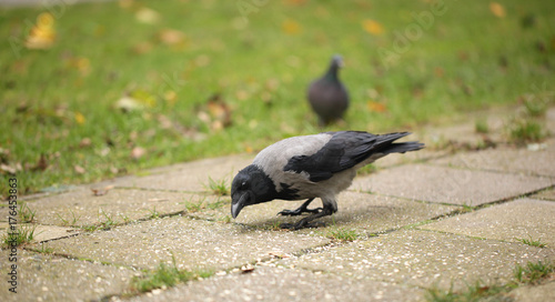 bird in a city - hoodie standing on a pavement and grass