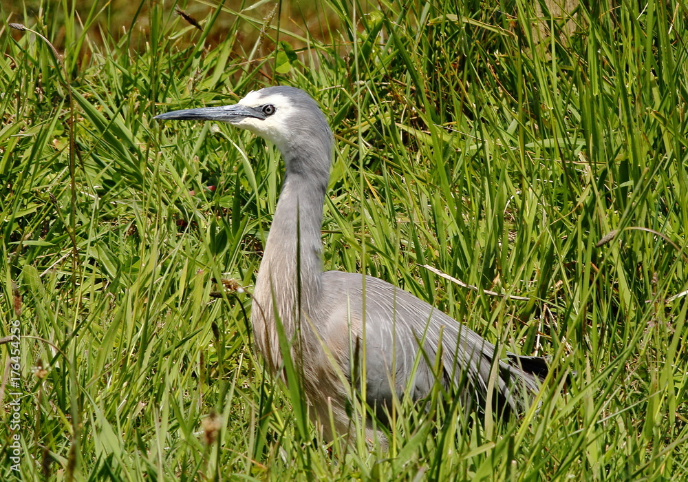 Fototapeta premium white faced heron