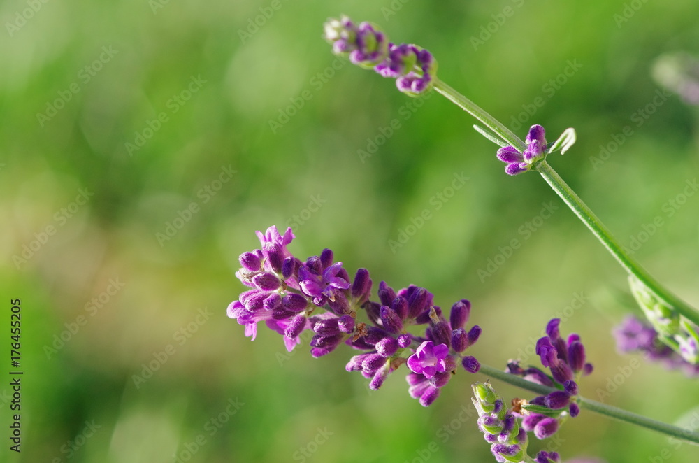 Purple flower of lavender close up