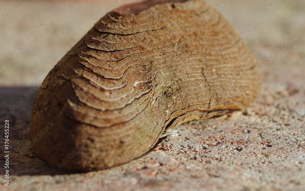 Veining of a piece of wood
