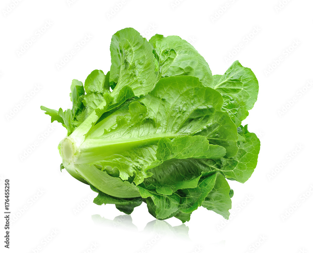 Fresh green cos lettuce Isolated on White Background Fresh green cos lettuce Isolated on White Background